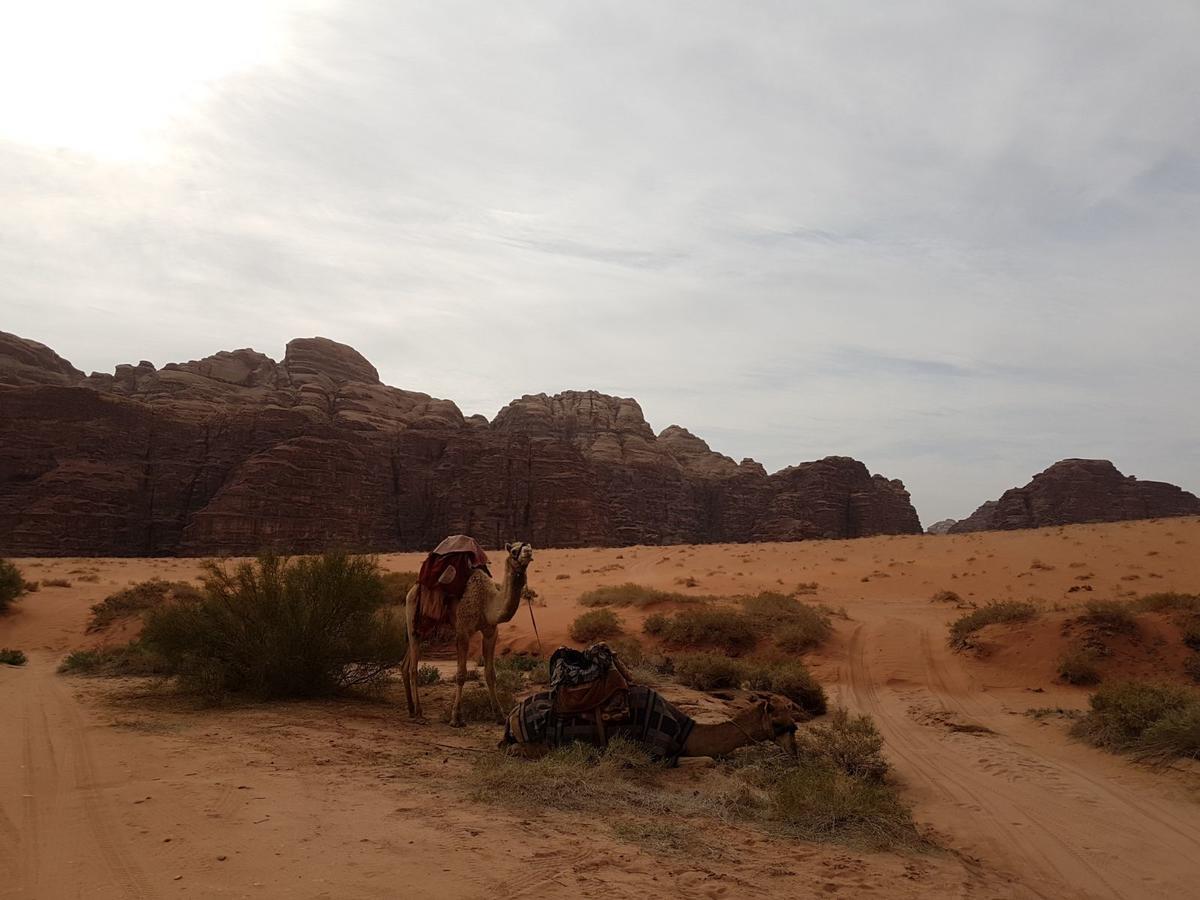 Wadi Rum Nature Tours And Camp Εξωτερικό φωτογραφία